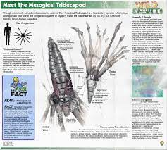 Mystery Flesh Pit National Park - Meet the Mesogleal Tridecapod :  r/worldbuilding