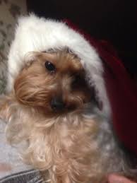 Today is my Sophie's 12th birthday. 🥰