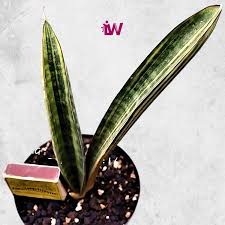 Image result for Sansevieria hallii