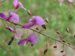 Image result for Desmodium