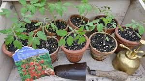 Ein gutes oder wenn nicht sogar das beste merkmal erntereifer früchte ist, dass sie sich leicht von der pflanze lösen lassen. Tomaten Saen Wann Ist Der Beste Zeitpunkt Mein Schoner Garten