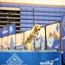 Why Petrobras, Blue Buffalo Pet Products, and US Steel Slumped ...