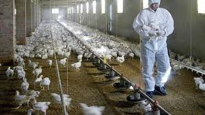 Los virus de influenza aviar pueden llegar a afectar a los mamíferos, incluidos los seres humanos, por lo general después de un. Brote De Gripe Aviar Sacrifican Miles De Aves De C Pagina12