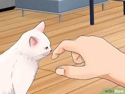 Yavru Kedi Nasil Sevilir 14 Adim Resimlerle Wikihow