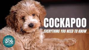 Check spelling or type a new query. Things I Wish I Knew Before Getting A Cockapoo Puppy Youtube