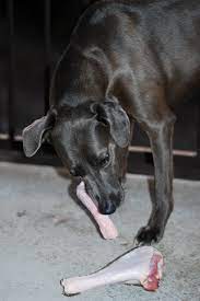 Feed Your Dog Raw Turkey This Thanksgiving National Lacy Dog Association
