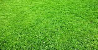 Check spelling or type a new query. Best Grass Seeds 2021 Uk S 4 Best Lawn Seeds For A Shiny Green