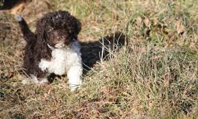 Fiume Kennels Lagotto Romagnolo Breeders Puppies Kennel Breeds