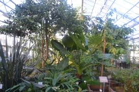 Serre Picture Of Jardin Botanique Jean Marie Pelt Villers Les Nancy Tripadvisor