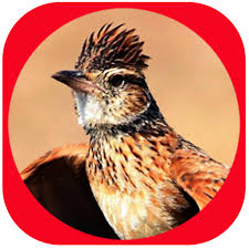 Burung branjangan, burung ideal dengan suara yang bervariasi yang cocok untuk dipelihara di rumah. Suara Burung Branjangan Juara Apps Bei Google Play