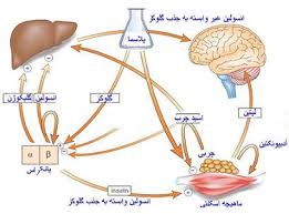 نتیجه تصویری برای هورمون &ndash; آشنایی با نقش کارکردها و انواع هورمون در بدن