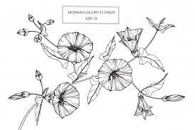 Morning Glory Flower Drawing Illustration Flower Drawing Vine Drawing Morning Glory Tattoo