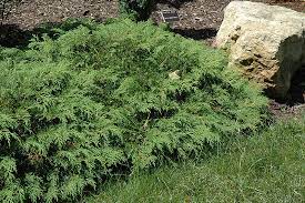 Welcome to the famous dave's garden website. Russian Cypress Microbiota Decussata In Columbus Dublin Delaware Grove City Gahanna Bexley Ohio Oh At Oakland Nurseries Inc