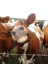 Thomas Lindemuth (thomas_lindemut)