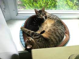 Here's how to make a kitten poop. Got New Kitten And Now My Current Cat Poops On The Floor