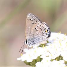 Image result for Satyrium sphaeranthum