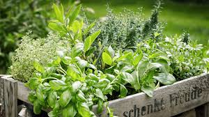 Some herbs and spices are easily identified after freezing, but many green leafy herbs tend to look identical after freezing. What You Need To Know About Freezing Herbs