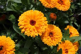 Should you soak marigold seeds before planting? How To Grow Marigolds Kids Do Gardening