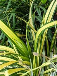 Image result for Pandanaceae