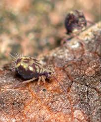 Image result for Globimetula kivuensis