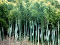Bamboo has had a long tradition as a building material in indonesia. Bamboo In America Green Building Elements 2021