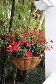 Tropic Escape Mandevillas Are Being Hailed As A Must Haves In The Garden For Their Easy Care Nature And Big Rewa Flower Pots Plants Patio Container Gardening