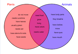 Plant And Animal Comparison Venn Diagram Plant And Animal Cells Geography Lessons
