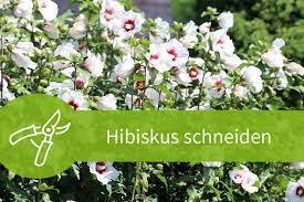 Allerdings sollten sie ihn regelmäßig schneiden , damit. Hibiskus Schneiden 7 1 Schnitte Fur Eine Grosse Blutenpracht