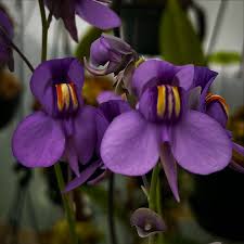 Image result for Utricularia tortilis