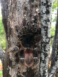 Image result for Pteronia acuminata