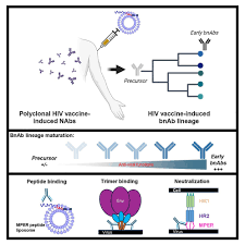 Vaccine induction of heterologous HIV-1-neutralizing antibody B cell  lineages in humans: Cell