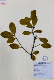 Image result for Garcinia volkensii