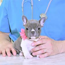 The frenchie makes a great family pet! French Bulldog Puppies Breeder Poetic French Bulldogs
