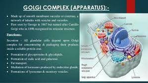 Golgi Complex Functions Physiology Glandular Cells Membrane