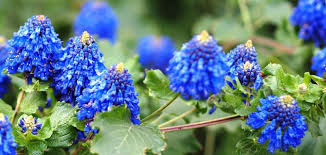 Image result for Pycnostachys reticulata