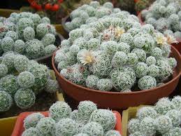 Check spelling or type a new query. Mammillaria Vetula Subsp Gracilis Thimble Cactus World Of Succulents