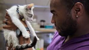 VCA Animal Hospitals: World-Class Veterinary Care