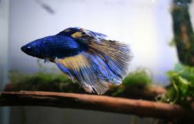 Added 2 Dwarf Gouramis To My Tank Today And My Betta Is Like What The F*Ck  Man! : R/Aquariums