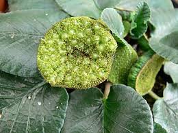 Image result for Dorstenia schliebenii