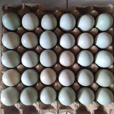 Dilansir dari my recipes, telur bebek punya ukuran yang lebih besar daripada telur ayam. Telur Bebek Mentah Arenatani Digital Indonesia