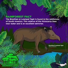 Pin By Meredith Seidl On Peppermint Narwhal Creative Fun Animal Facts Rainforest Facts Fun Facts About Animals Interesting Animals