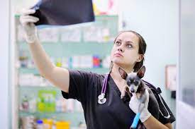 Without treatment, a dog diagnosed with osteosarcoma will succumb to the cancer in only one to two months. What Is The Prognosis Of Bone Cancer In Dogs
