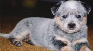 Discover more about our australian cattle dog puppies for sale below! Australian Stumpy Tail Cattle Puppies Behavior And Characteristics In Different Months Until One Year