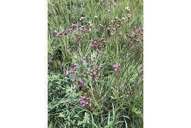 Image result for Senecio milanjianus
