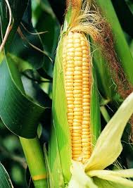 Image result for Zea mays