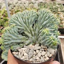 Image result for Myrtillocactus geometrizans