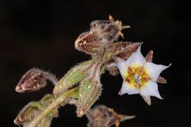 Image result for Trichodesma physaloides