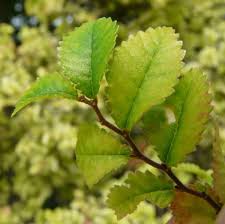 Image result for Ulmus parvifolia