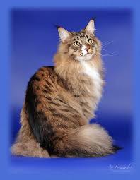 Black And White Tabby Maine Coon Pin On Maine Coon Cats