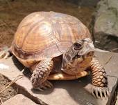 Turtles, Reptiles & Amphibians